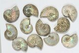 Lot: KG Silver Iridescent Ammonites (-) - Pieces #79450-1